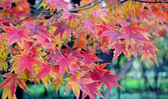 五颜六色的最美季节来啦！申城秋季赏景指南