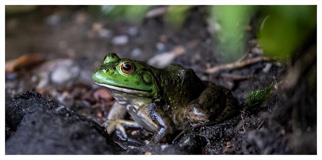 人类禁区切尔诺贝利，38年无人敢进入，里面成动物变异天堂了吗？