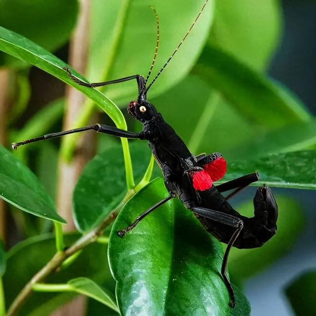 秘鲁恶魔——黑魔鬼竹节虫