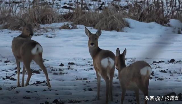春节我在岗｜林海深处写忠诚