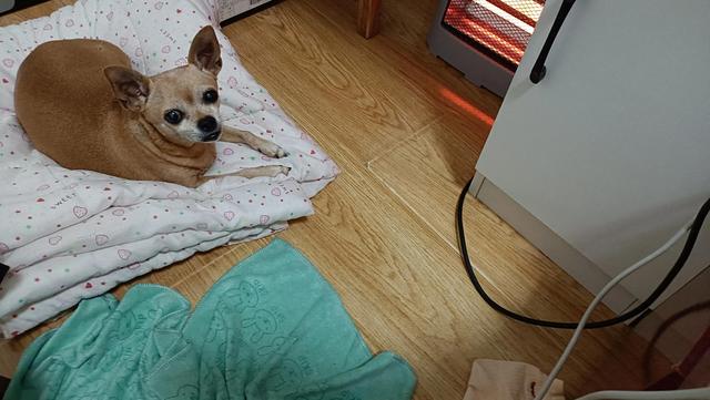 小型老年犬（鹿娃）细小在家自己治疗，5天痊愈