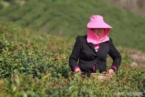 看特级黄片(信阳明前毛尖真相调查：成本每斤500元你买的很便宜？假的)