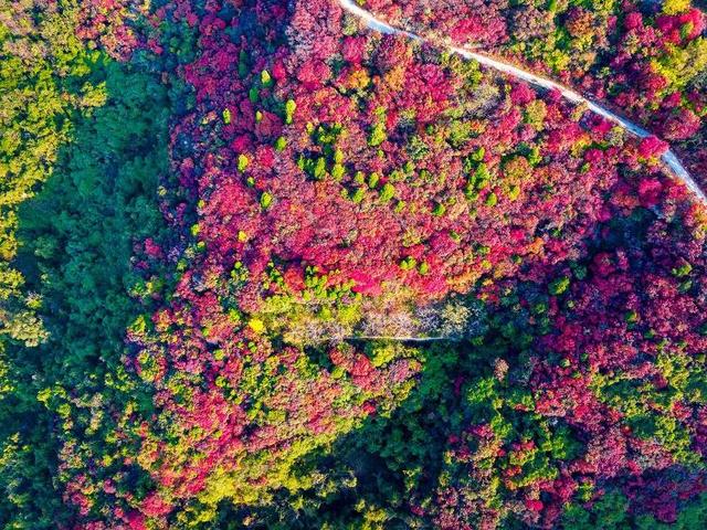 山东好景｜济南劈山“红叶秘境”秋色醉人
