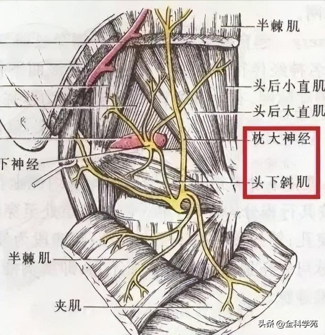 枕大神经体表定位 & 枕大神经痛的预防