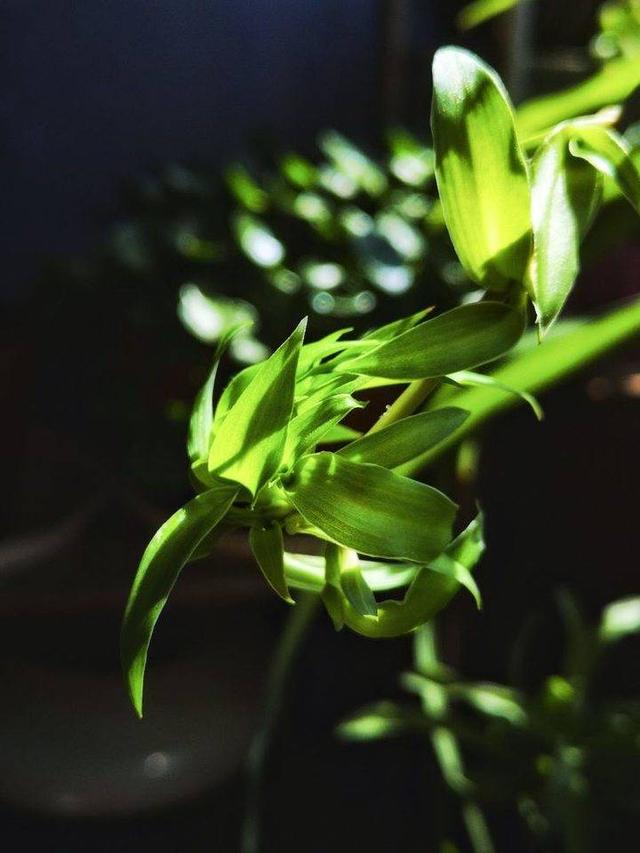 影像｜莱钢老年《摄影视界》作品欣赏：展现五光十色的世界