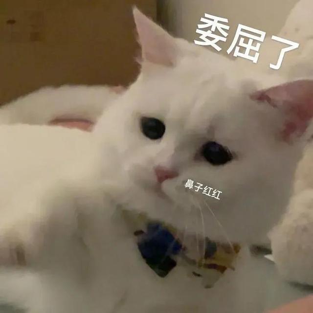 沙雕猫猫表情包：气到炸毛