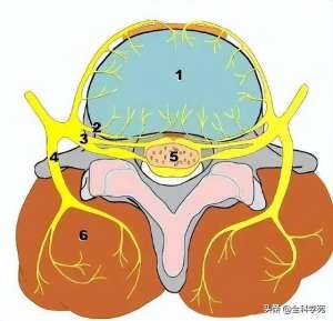 枕外隆突位置图片(枕大神经体表定位 & 枕大神经痛的预防)