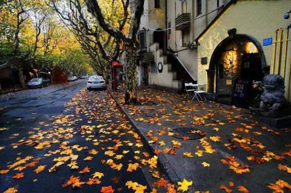 五颜六色的最美季节来啦！申城秋季赏景指南