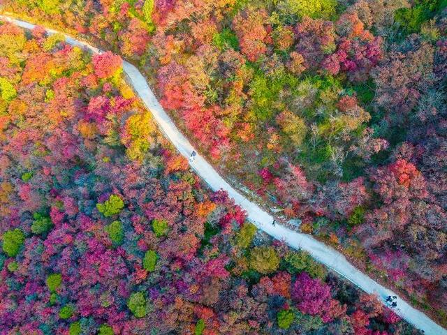 山东好景｜济南劈山“红叶秘境”秋色醉人