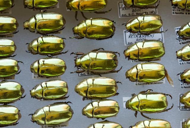 那些珠光宝气的金银色甲虫们