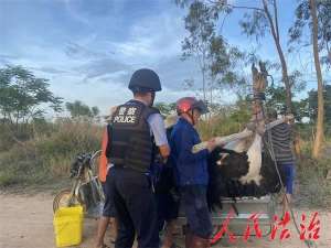鸵鸟人(海南一饲养鸵鸟冲破围栏“离家出走”报警人：被狗追的)