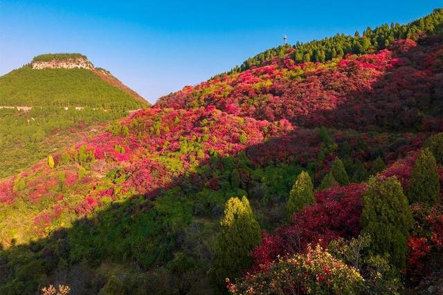 山东好景｜济南劈山“红叶秘境”秋色醉人