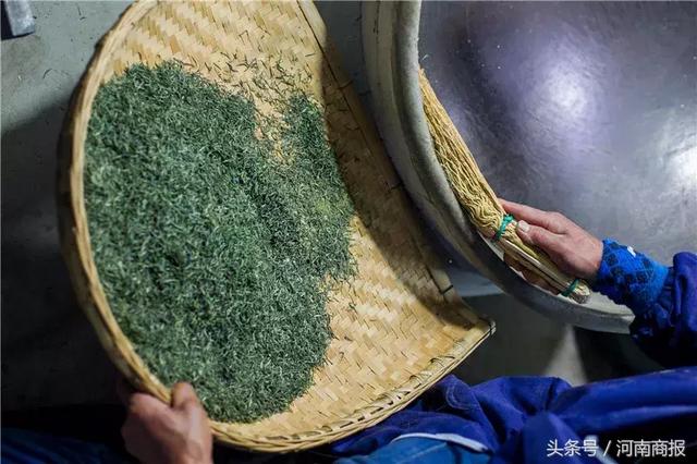 信阳明前毛尖真相调查：成本每斤500元！你买的很便宜？假的！