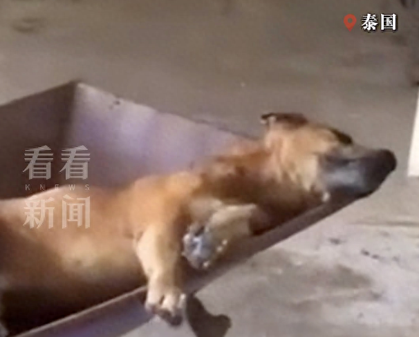 75岁老人病逝，狗狗葬礼现场流泪，躺在棺材旁随主人一同离世