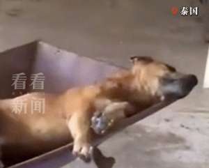 追悼会视频(75岁老人病逝，狗狗葬礼现场流泪，躺在棺材旁随主人一同离世)