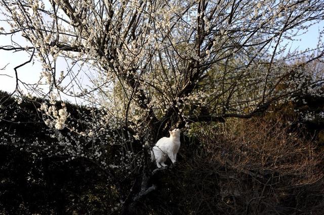 这只日本最有爱的“婆婆猫”，去了天国