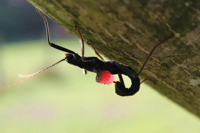 秘鲁恶魔——黑魔鬼竹节虫
