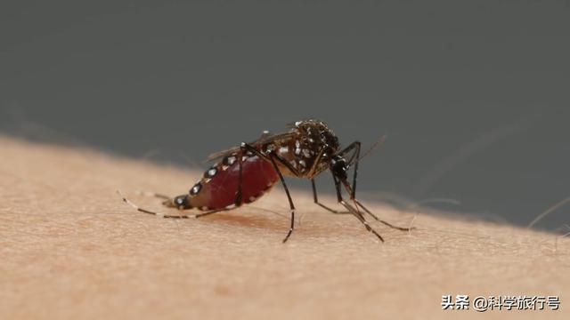 蚊子吸血过程到底有多恐怖，超出你的想象