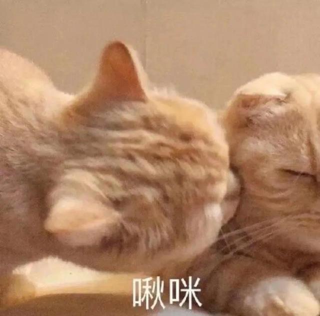 沙雕猫猫表情包：气到炸毛