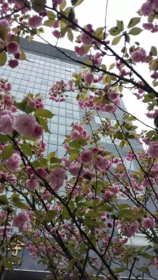 花谢花飞，花满天