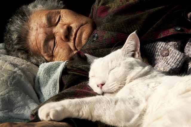 这只日本最有爱的“婆婆猫”，去了天国