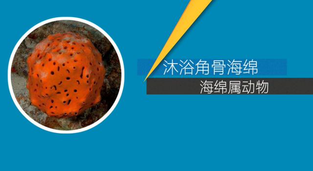 海绵宝宝36岁了，你知道吗，没有海绵也许就没有现在的人类