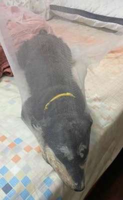 丝袜套头(蚊帐破好多洞　见丝袜套头汪马上懂)