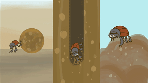 生命力顽强的屎壳郎出现危机：环境越来越差，就连排泄物都不安全