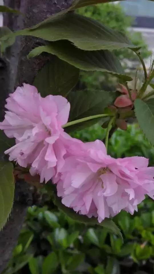 花谢花飞，花满天