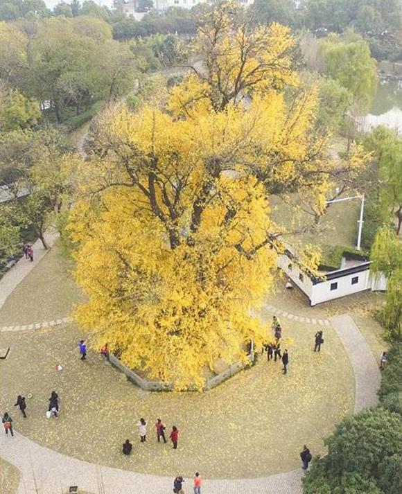 五颜六色的最美季节来啦！申城秋季赏景指南