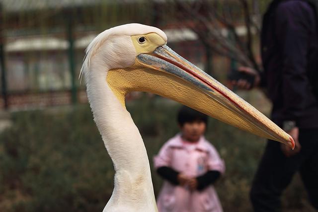 喜欢和美女合影的粉红色大鸟
