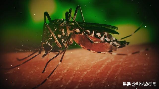 蚊子吸血过程到底有多恐怖，超出你的想象