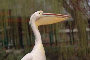 美女爱大鸟(喜欢和美女合影的粉红色大鸟)