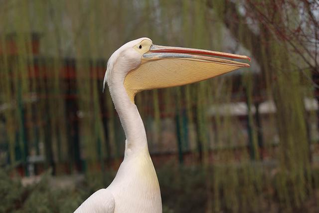 喜欢和美女合影的粉红色大鸟