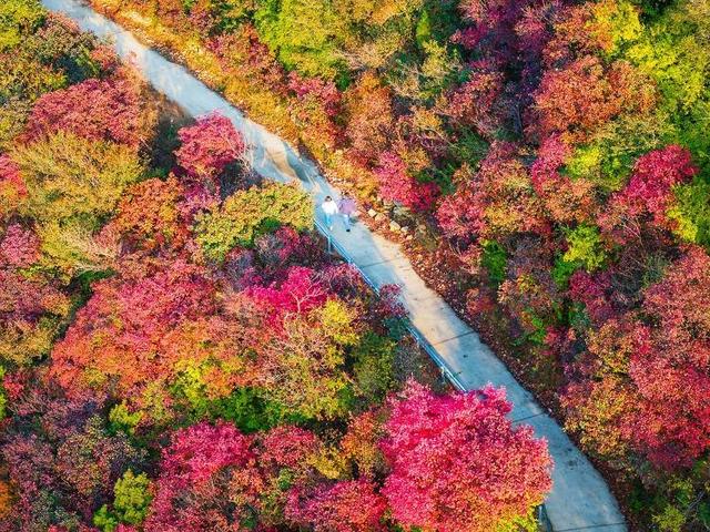 山东好景｜济南劈山“红叶秘境”秋色醉人