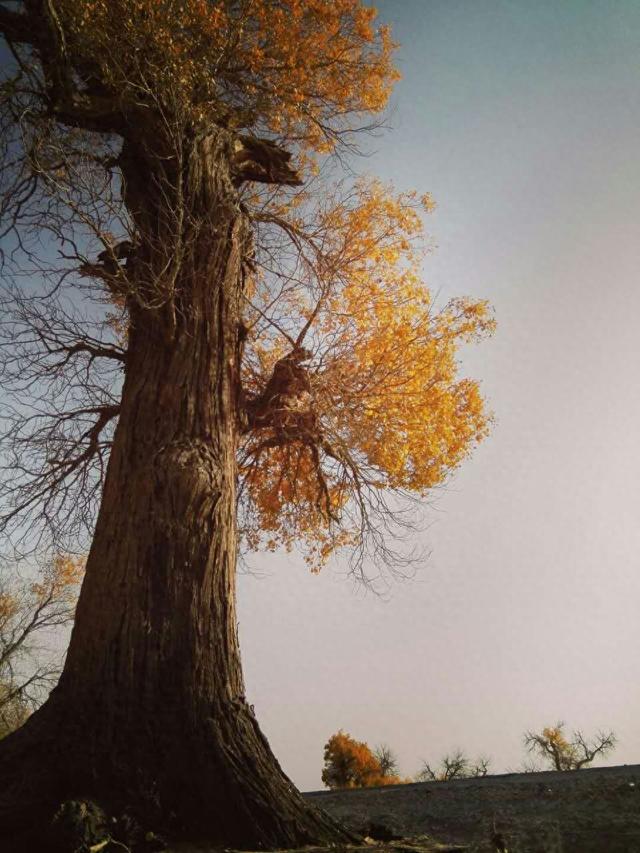 胡杨树的三千年