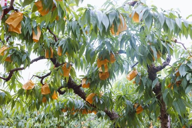 口水哒哒滴～蜜桃季来了！