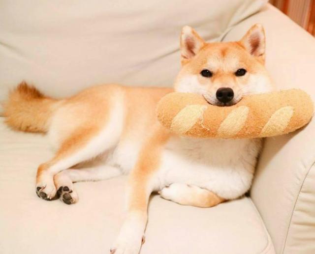 狗狗不同睡姿代表不同情绪，这5种睡姿，你知道是什么意思吗？