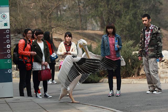 喜欢和美女合影的粉红色大鸟