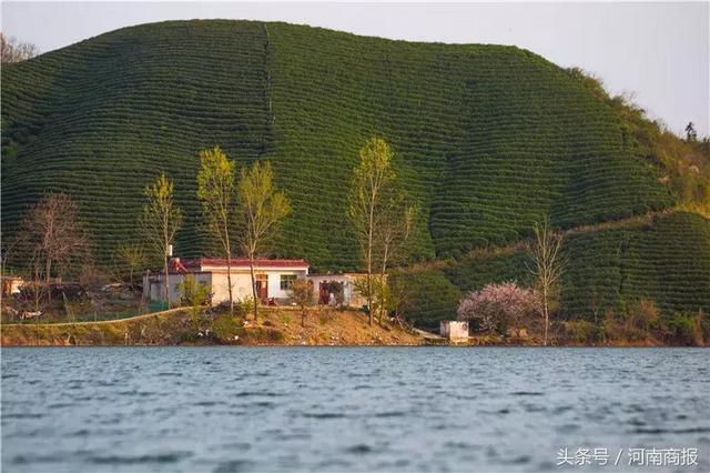 信阳明前毛尖真相调查：成本每斤500元！你买的很便宜？假的！