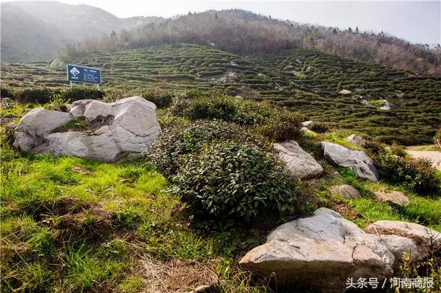 信阳明前毛尖真相调查：成本每斤500元！你买的很便宜？假的！