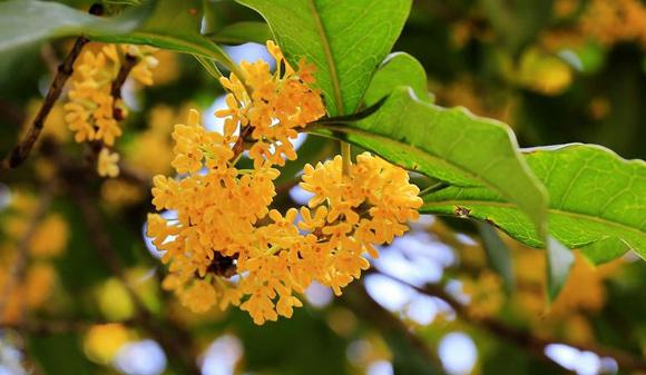 五颜六色的最美季节来啦！申城秋季赏景指南