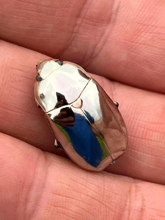 那些珠光宝气的金银色甲虫们