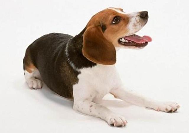 狗狗不同睡姿代表不同情绪，这5种睡姿，你知道是什么意思吗？