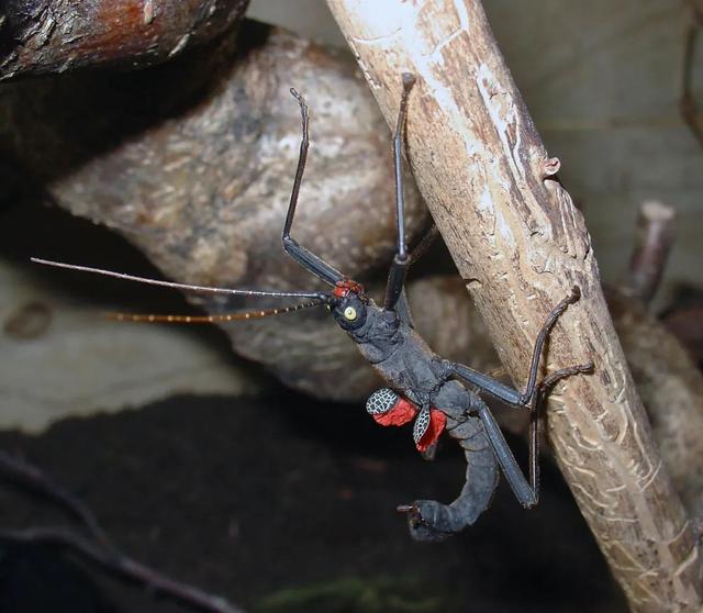 秘鲁恶魔——黑魔鬼竹节虫