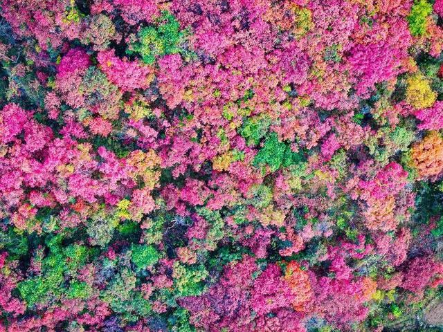 山东好景｜济南劈山“红叶秘境”秋色醉人