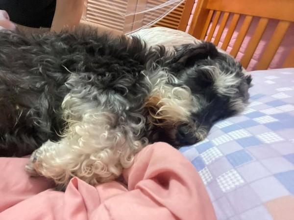 蚊帐破好多洞　见丝袜套头汪马上懂