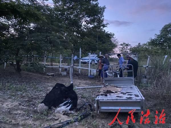 海南一饲养鸵鸟冲破围栏“离家出走”报警人：被狗追的