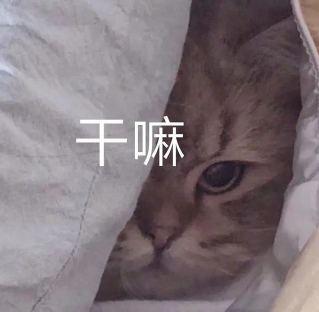 沙雕猫猫表情包：气到炸毛