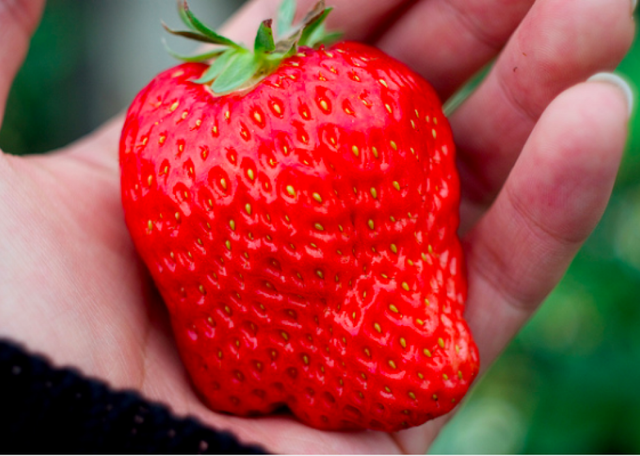 世界上最贵的水果有多贵？盘点14种贵得离谱的水果